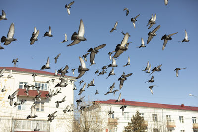 Pigeons in flight. flock of pigeons in city. birds in background of building. lots of pigeons.