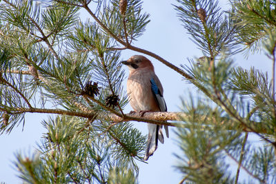 Eurasian jay perching on a pine tree branch