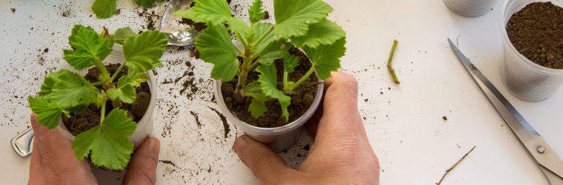 High angle view of hands holding potted plants at table