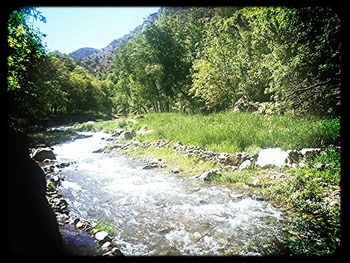 Scenic view of river with trees in background