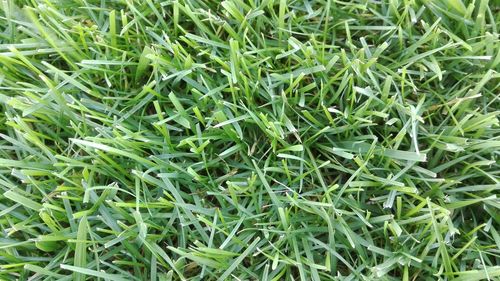 Full frame shot of fresh green grass