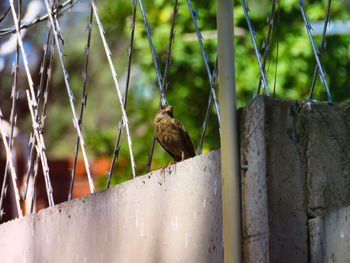 Close-up of bird perching outdoors