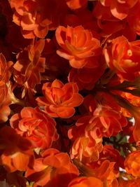 Full frame shot of orange flowering plants