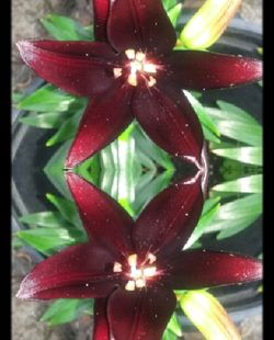 Close-up of red flowers