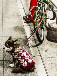 High angle view of dog sitting on bicycle