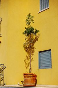 Potted plant against yellow wall of building