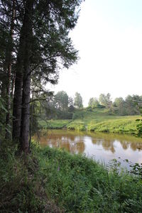 Reflection of trees in pond