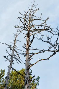 Low angle view of bare tree against sky