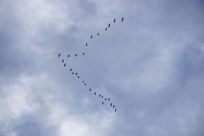 Low angle view of birds flying against sky