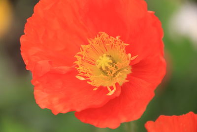 Close-up of red poppy flower