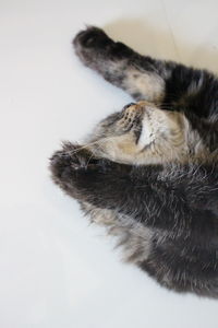 High angle view of a cat over white background