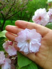 Close-up of hand holding flower