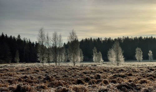 Trees on field against sky during sunset