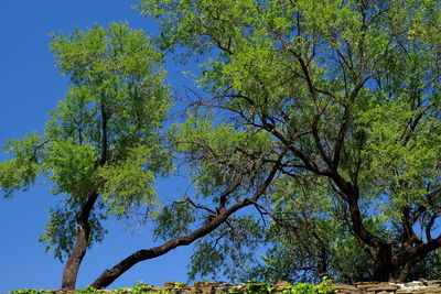 Low angle view of trees against blue sky