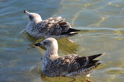 View of duck swimming in lake