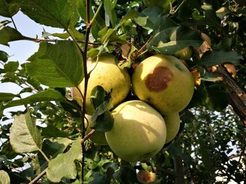 Close-up of fruits on tree