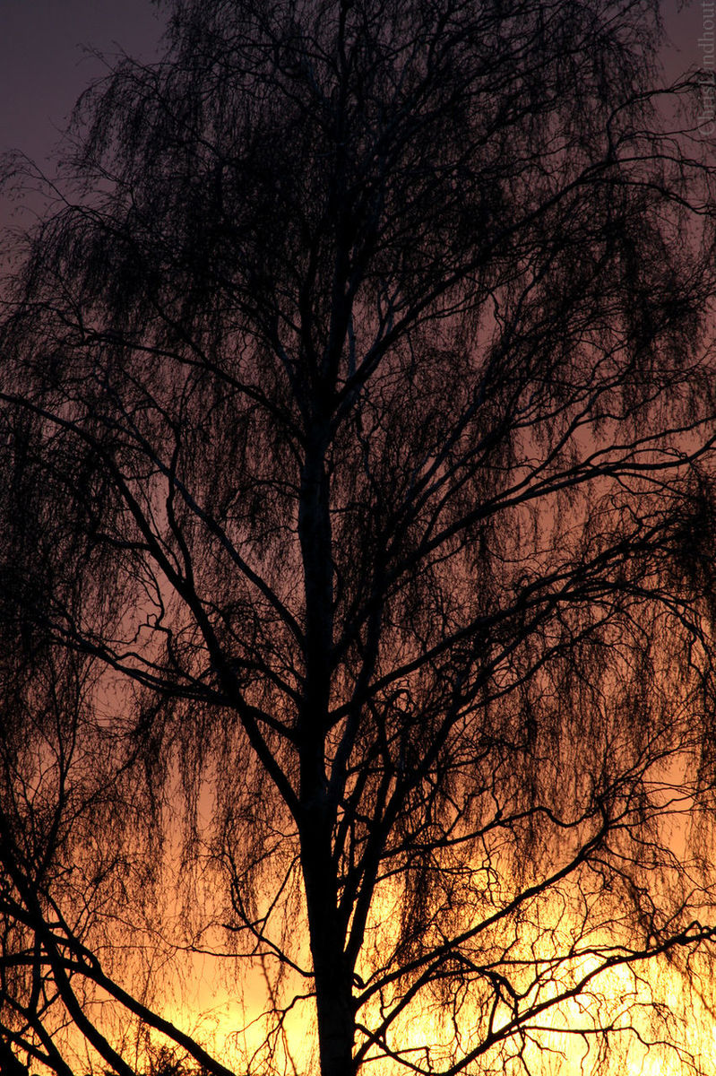 sunset, tree, nature, sky, beauty in nature, tranquility, silhouette, no people, scenics, branch, outdoors, low angle view, bare tree, growth, sun, day