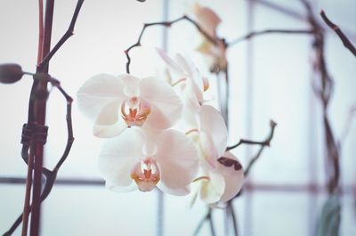 Close-up of white orchid flowers on branches