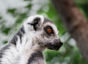 Close-up of ring-tailed lemur