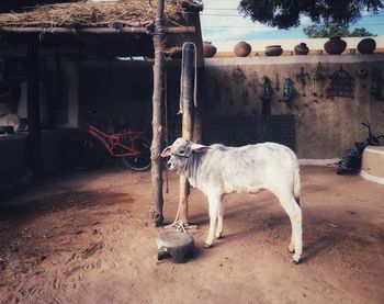 Cow standing in a horse
