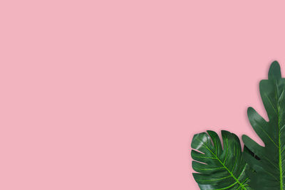 Close-up of cactus plant against pink background