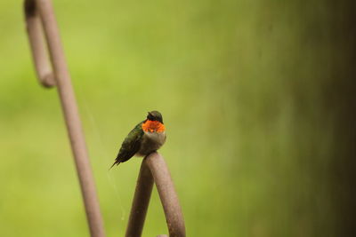 Close-up of bird perching on leaf