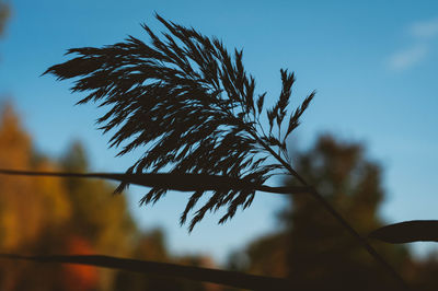 Low angle view of plant against clear sky