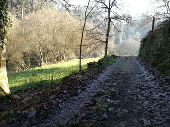 Road amidst trees against sky