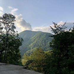 Scenic view of pine trees against sky