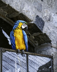 High angle view of a bird perching on wall