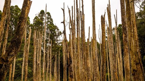 Low angle view of bamboo trees in forest