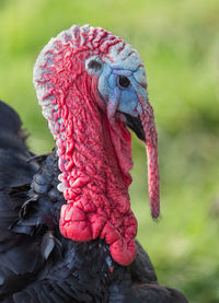 Close-up of bird outdoors