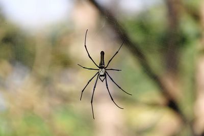 Close-up of spider on web