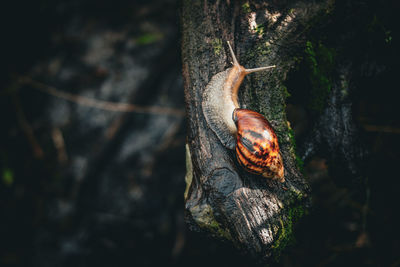 Close-up of lizard on tree trunk