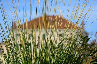 Close-up of stalks against clear sky