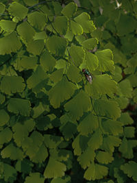 High angle view of fly on plant