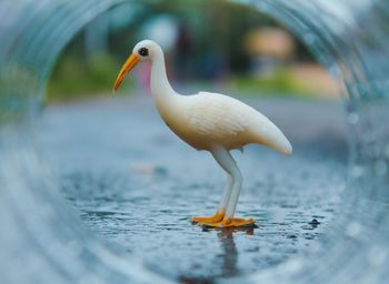 Close-up of duck swimming in water