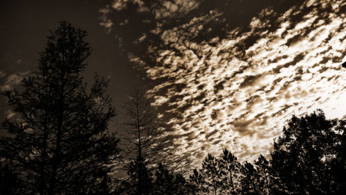 Low angle view of trees against cloudy sky