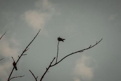 Low angle view of a bird flying