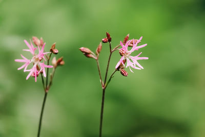 Close-up of pink flowering plant