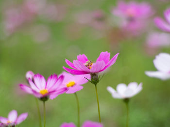 Close-up of pink cosmos flowers