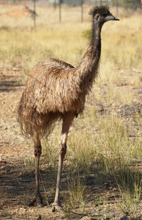 Close-up of ostrich standing on grass
