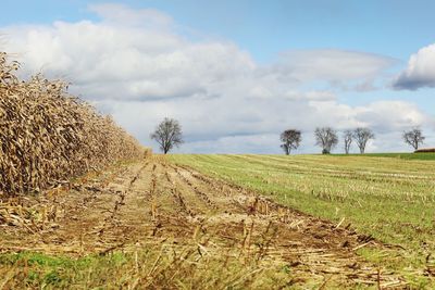 Scenic view of agricultural field against sky