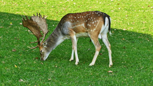 Deer in a field