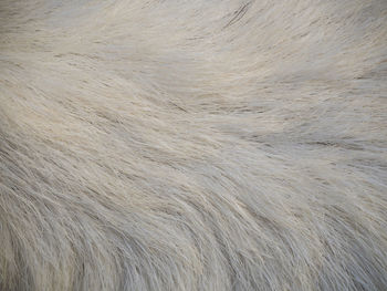 Full frame shot of a horse