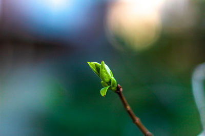 Close-up of bud