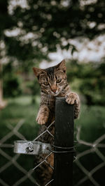 Portrait of a cat on metal fence