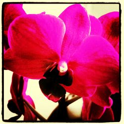 Close-up of pink flower