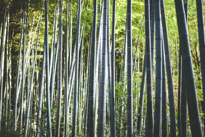 Full frame shot of bamboo trees in forest