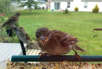 Bird perching on retaining wall